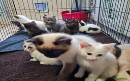Ragdoll cats for sale: Ragdoll cross siamese kittens  - Image 10