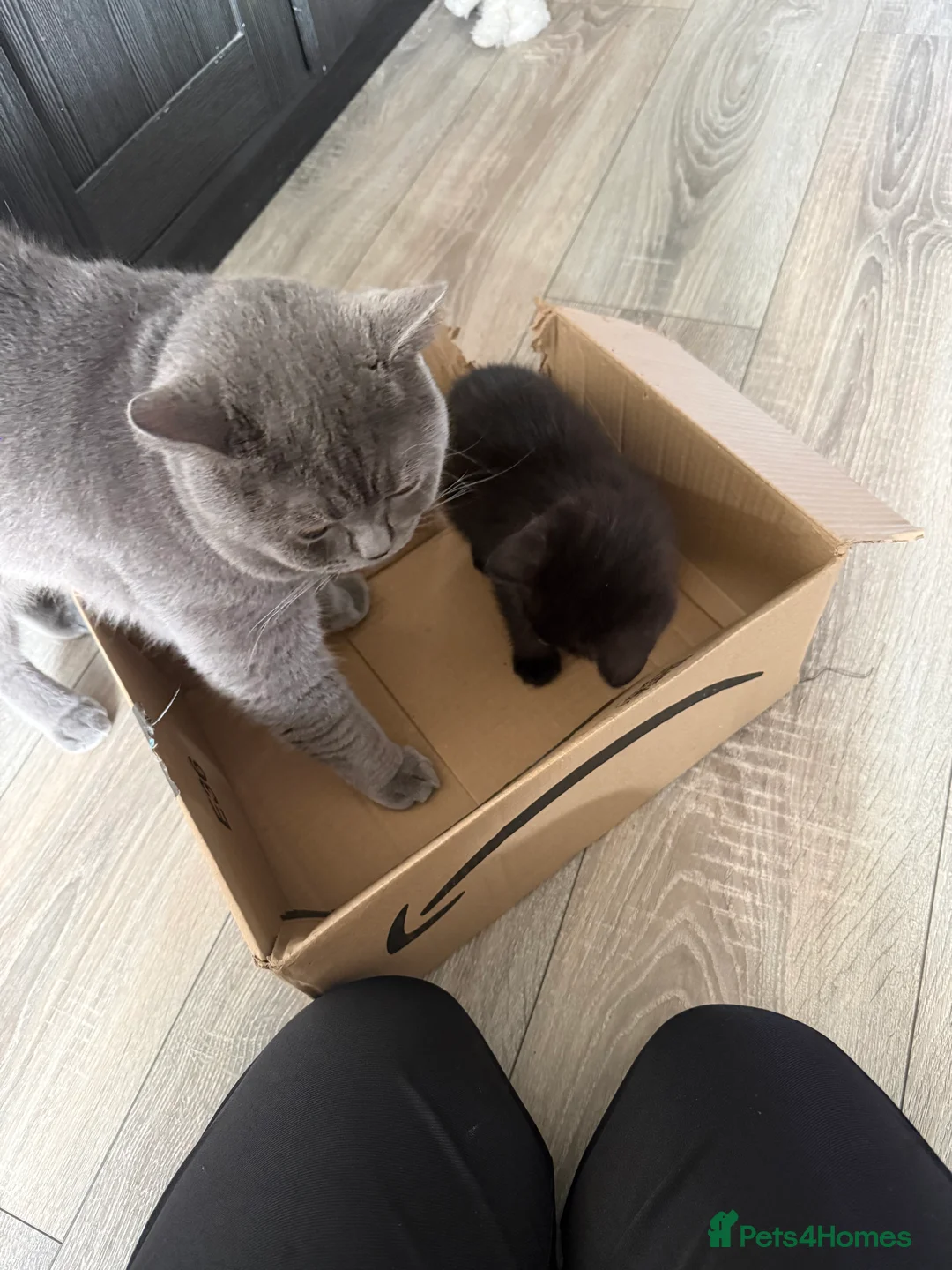 Mixed Breed cats for sale: X3 British Shorthair x Tabby kittens - Advert 11