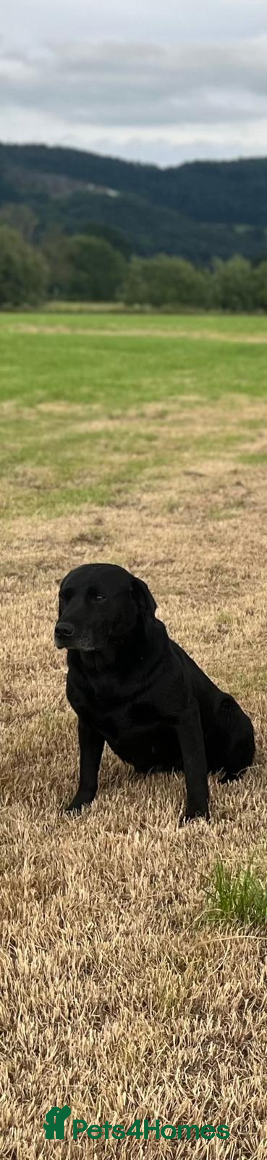 Labrador Retriever dogs for sale: Labrador retrievers  - Image 10