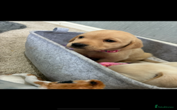 Labrador Retriever dogs for sale: 5 kc Labrador pups  - Image 1