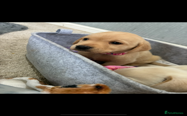 Labrador Retriever dogs - Advert 15