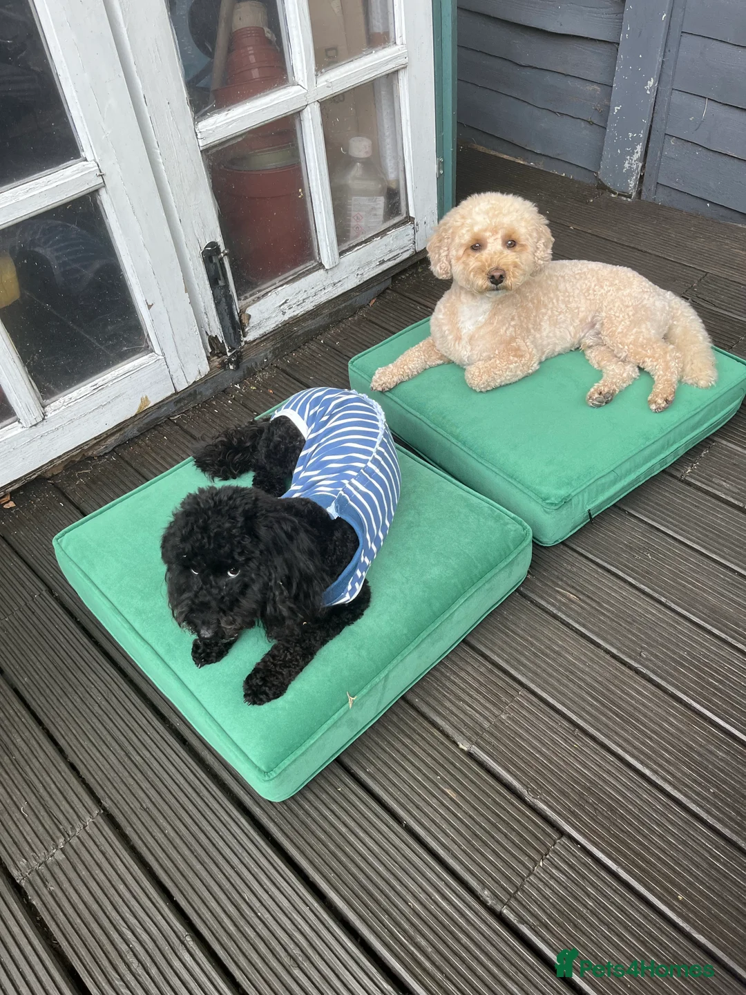 Miniature Poodle dogs for stud: Noodle is ready to host ladies in London - Advert 6