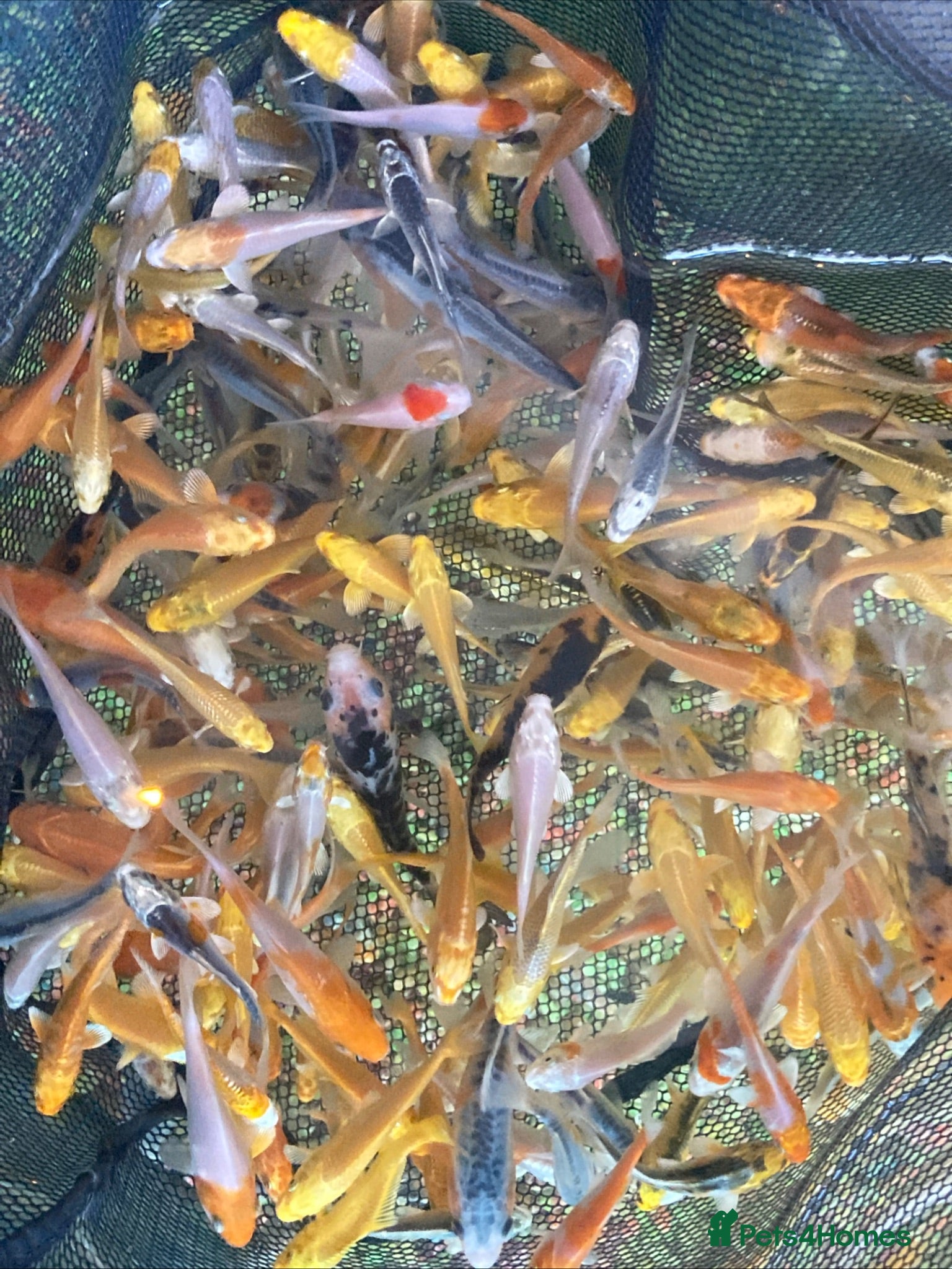 Koi Carp fish Koi from  £5  - Advert 2