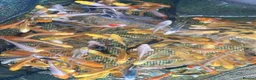 Koi Carp fish for sale: Koi from  £5  - Advert 1