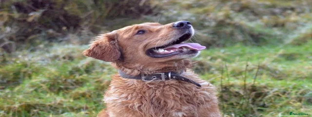 Chase (Raynestone Westnab)