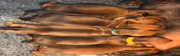 Dachshund dogs for sale: Standard dachshund  - Advert 11