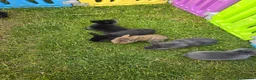 Mixed Breed rabbits for sale: 3/4 lion head bunnies (2 available) in Ipswich - Advert 11