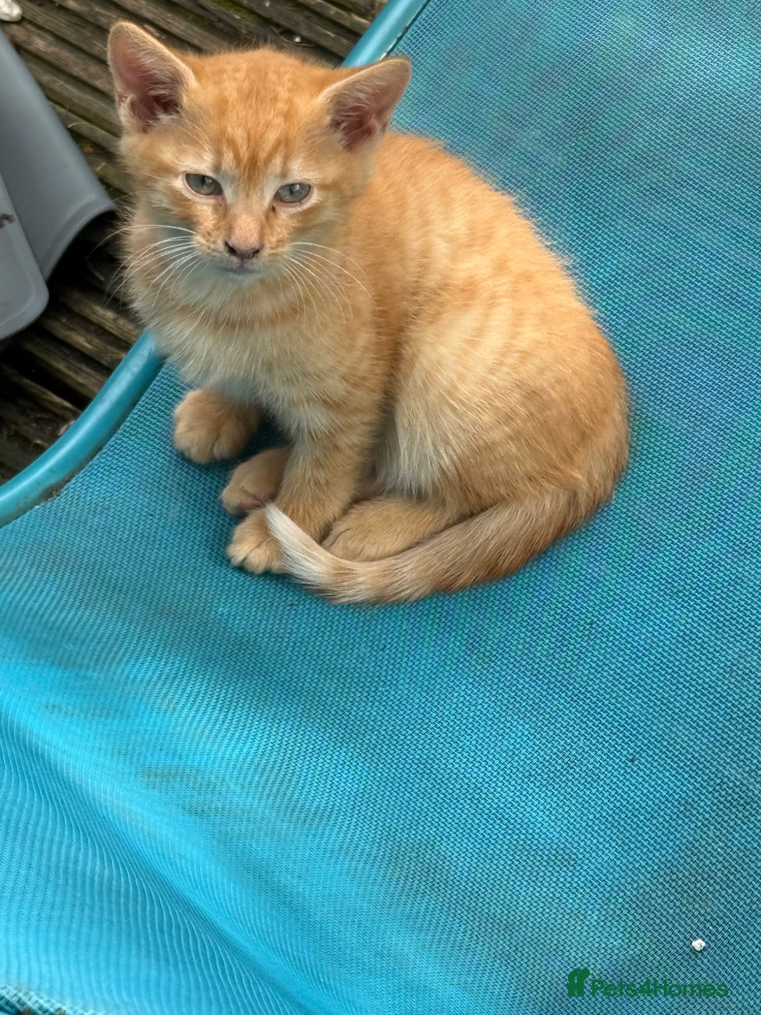 Mixed Breed cats Ginger Kitten Manchester  - Advert 1