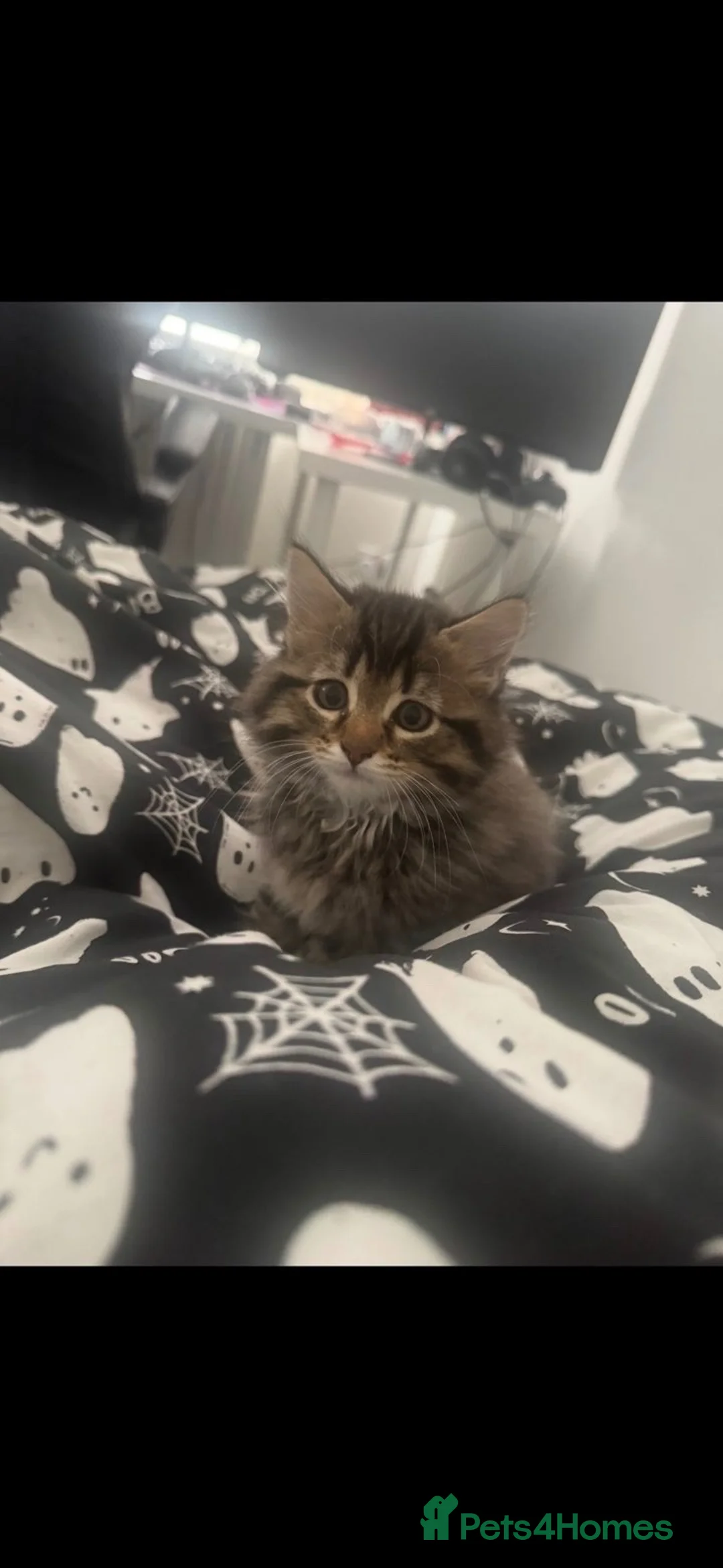Maine Coon cats for sale: Maine coon male kitten  in Wallsend - Advert 3