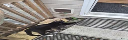 Mixed Breed cats for sale: Lots of lovely sociable kittens - Advert 7