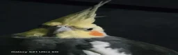 Cockatiels birds for sale: Male cockatiel  - Advert 3