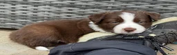 Border Collie dogs for sale: Beautiful Border Collie Puppies Available For Sale in Reading - Advert 2