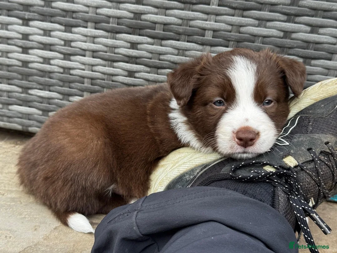 Border Collie dogs for sale: Beautiful Border Collie Puppies Available For Sale in Reading - Advert 2