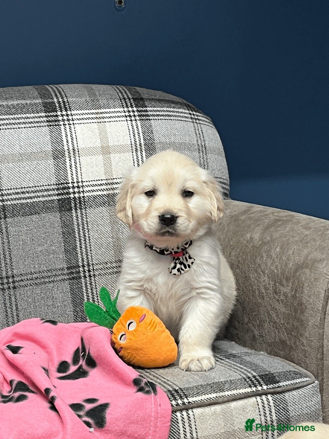 Golden Retriever dogs for sale: 🐶 Gorgeous Chunky Golden Retriever Puppies 🐶 - Advert 29