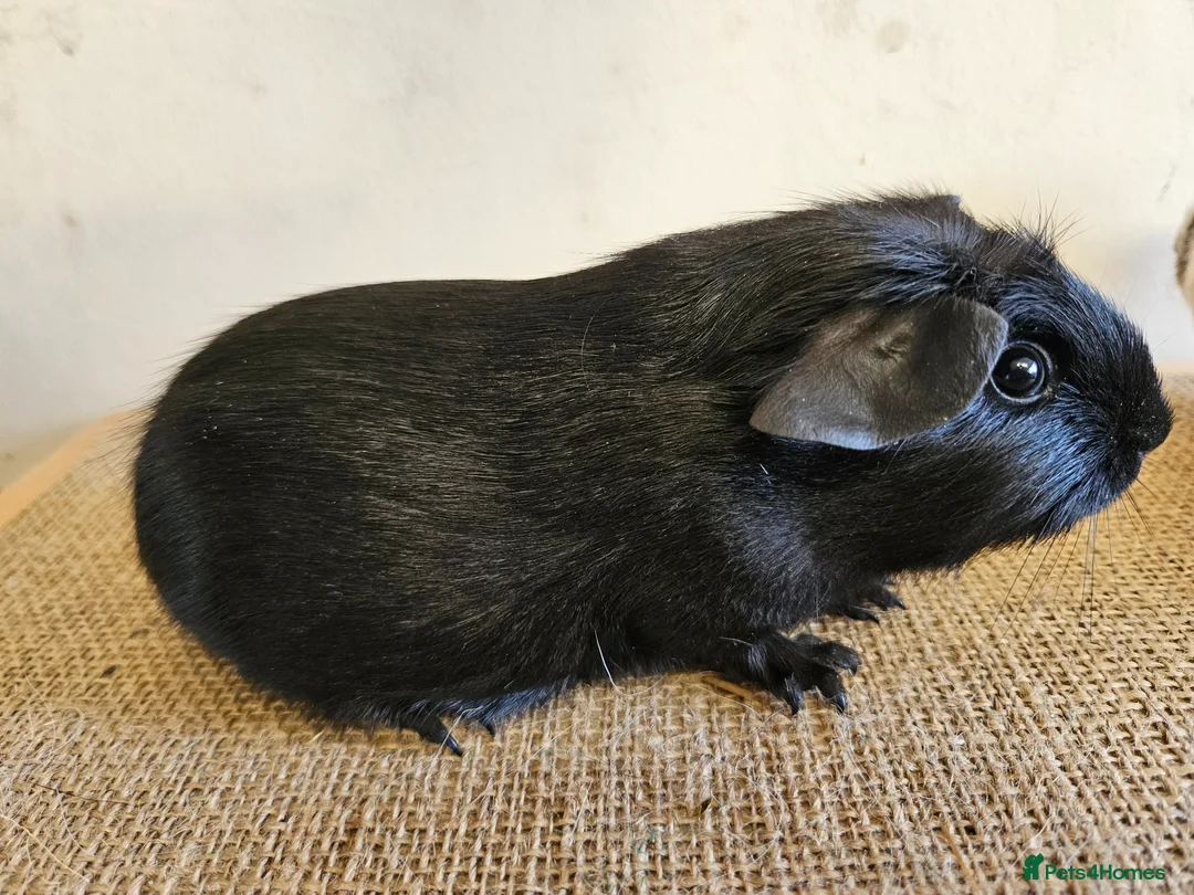 Guinea Pig rodents for sale: Single baby boys for bonding with solo adult male - Advert 1