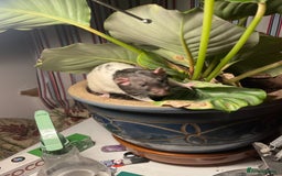 Rat rodents for sale: 2 male rats, friendly  - Image 2