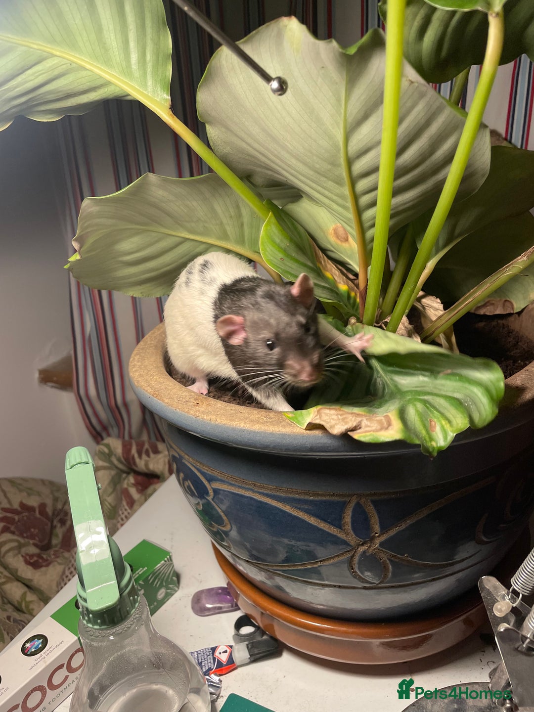 Rat rodents for sale: 2 male rats, friendly  - Image 2