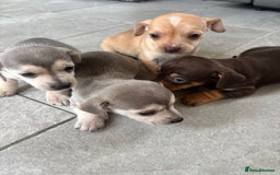 Chiweenie dogs for sale: CHIWEENIE PUPS READY 10TH NOVEMBER  - Image 2