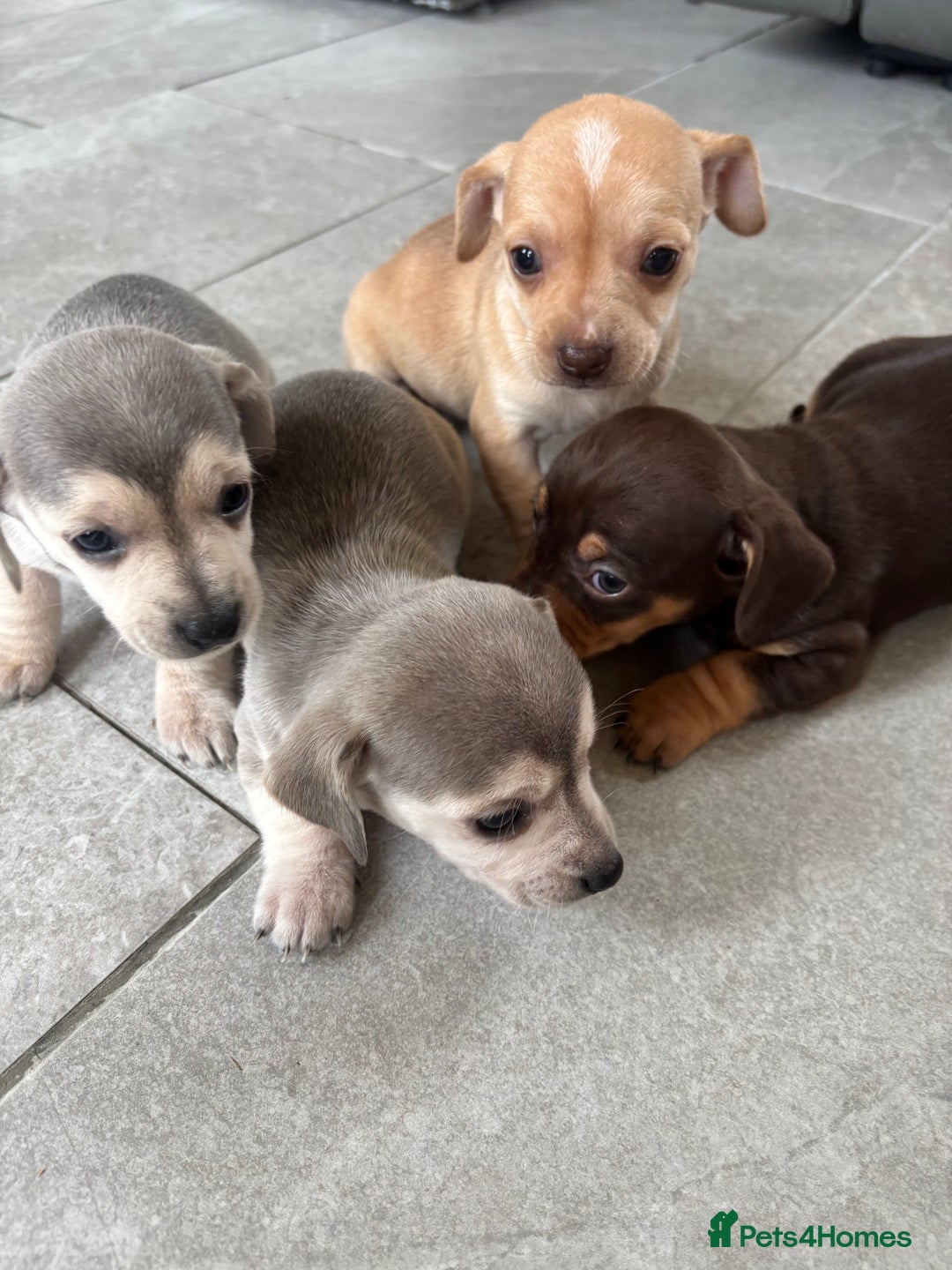 Chiweenie dogs for sale: CHIWEENIE PUPS READY 10TH NOVEMBER  - Image 2