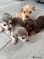 Chiweenie dogs - Advert 5