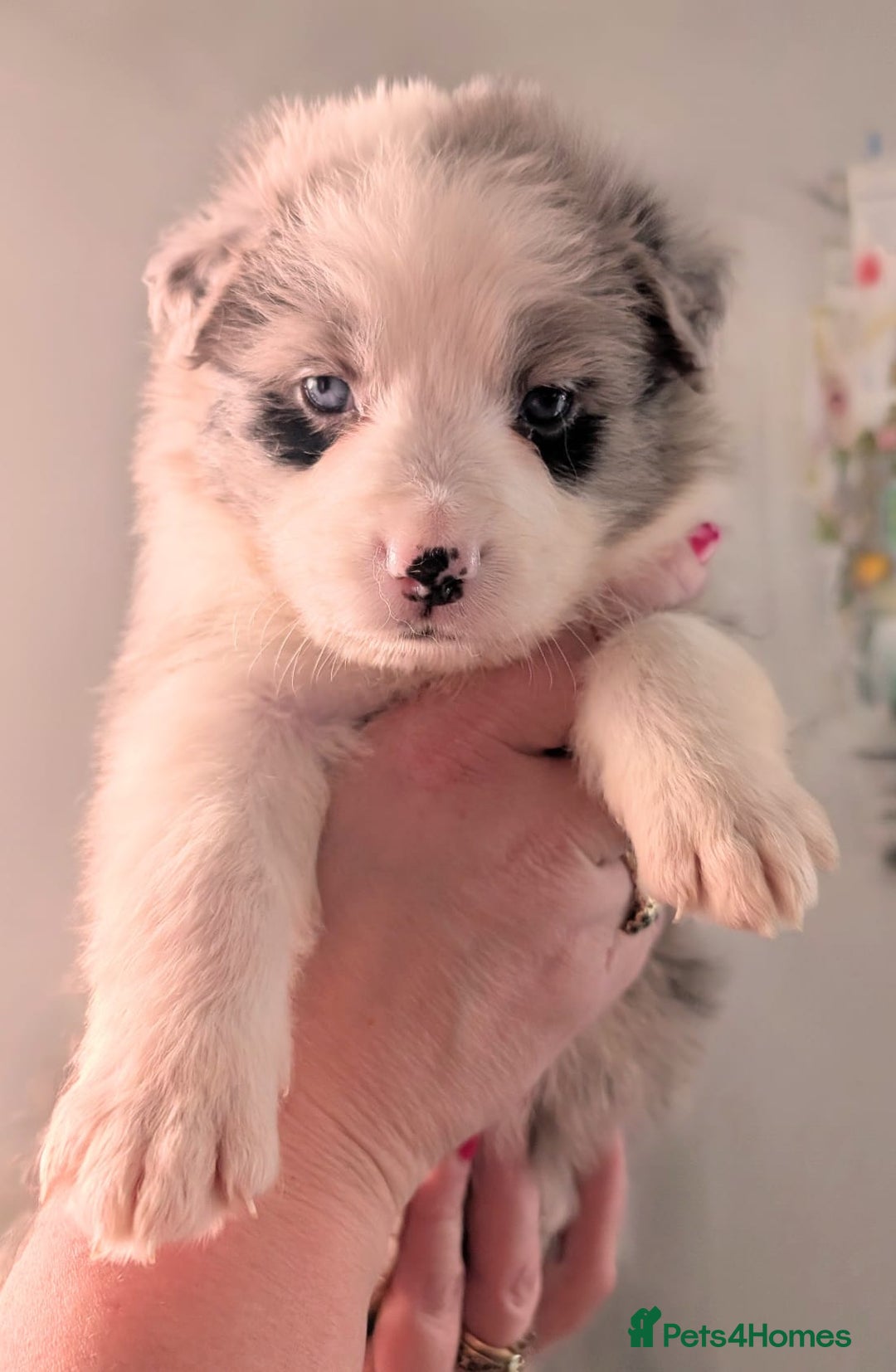 Mixed Breed dogs for sale: Beautiful Bordernese Puppies - Advert 19