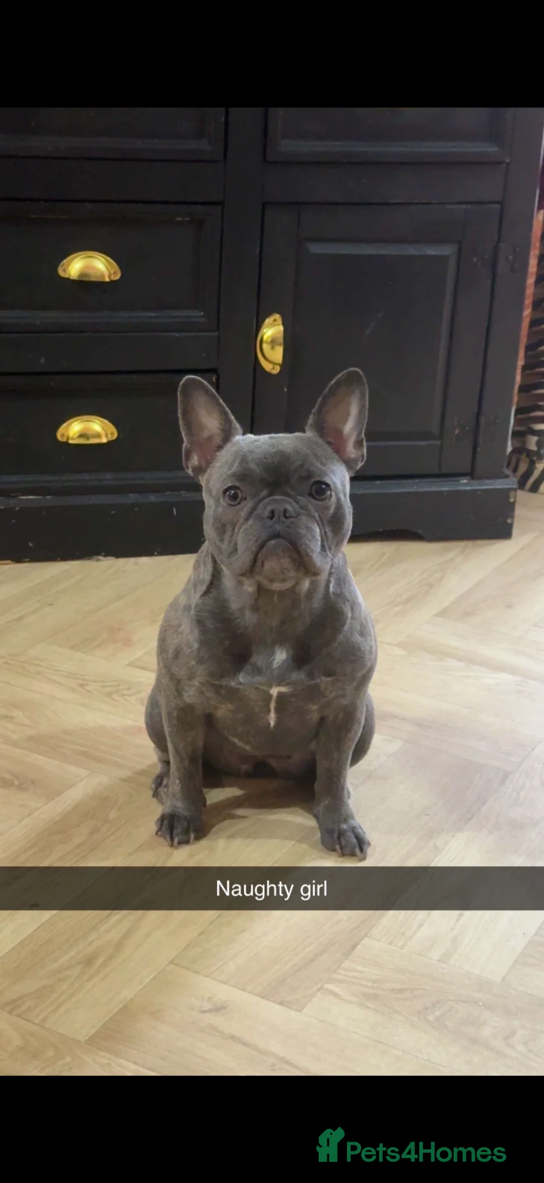 French Bulldog dogs for sale: Betsy is looking for a new home  - Advert 3