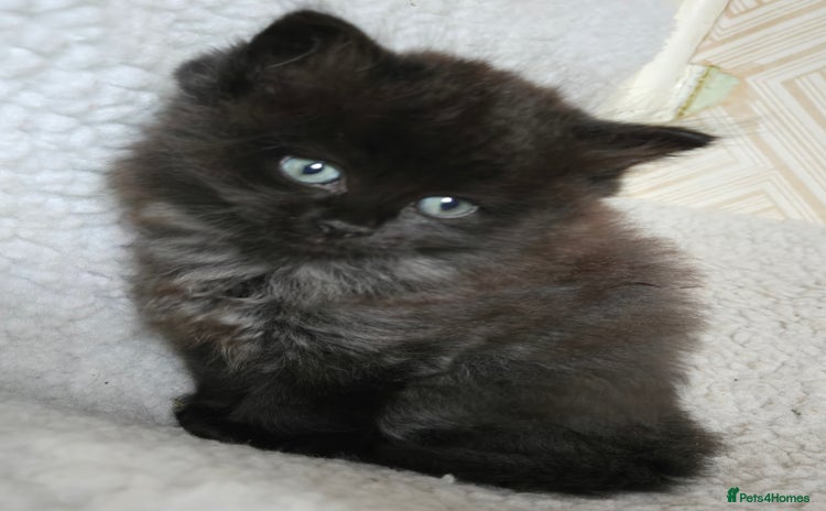 Ragdoll cats - Advert 12