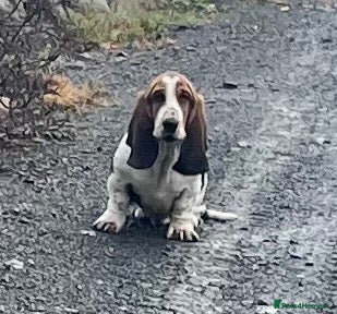 Basset Hound dogs KC Registered Basset Hound puppy for sale - Advert 2