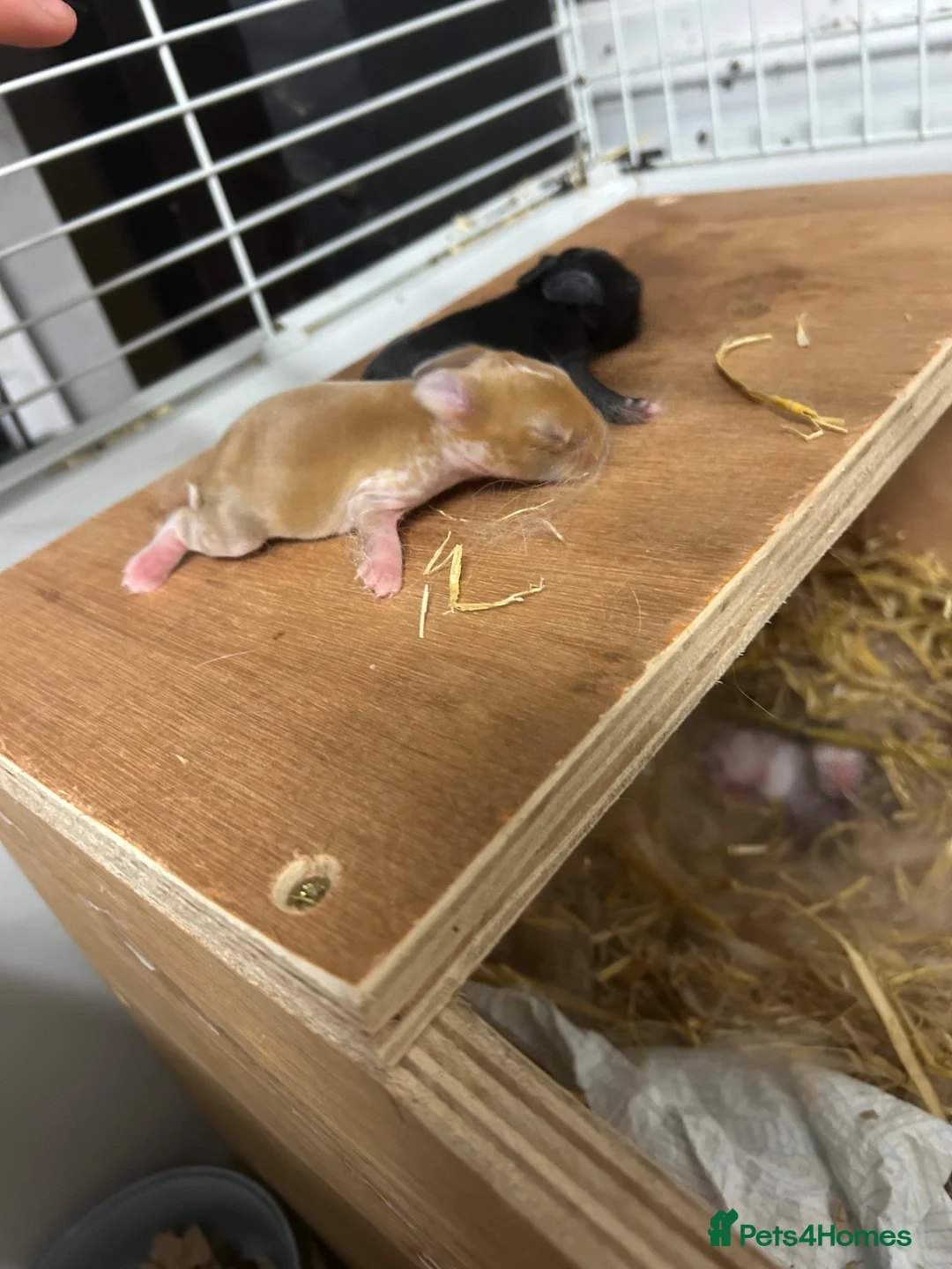 Mini Lop rabbits for sale: Newborn mini lops  - Advert 1