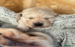 Golden Retriever dogs for sale: Golden retriever puppies  - Image 8