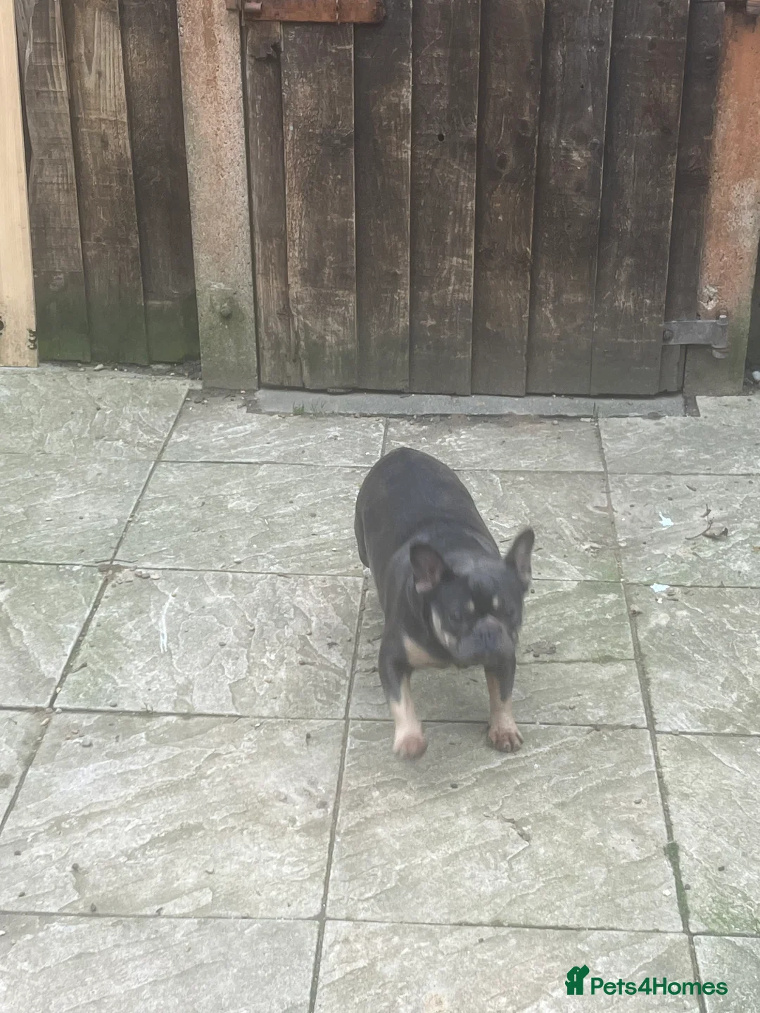 French Bulldog dogs for sale: French bulldog female for sale  - Advert 5