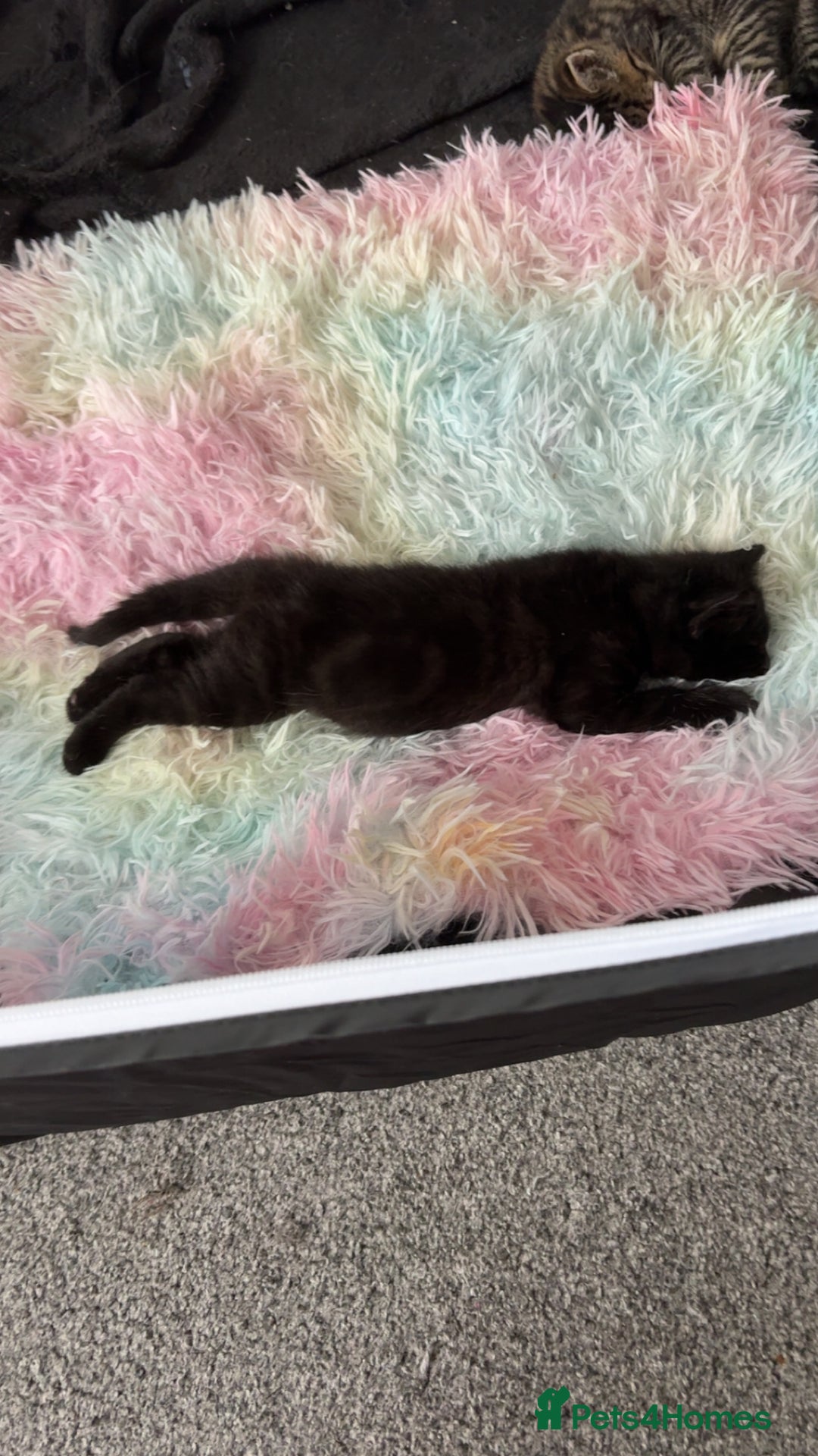 Mixed Breed cats for sale: Two black males - Image 2