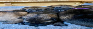 German Shepherd Puppy 6
