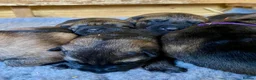 German Shepherd dogs for sale: Working line GSD pups  - Advert 20