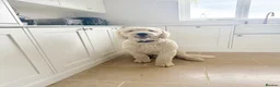 Goldendoodle dogs for stud: F1 Goldendoodle for stud  - Advert 1