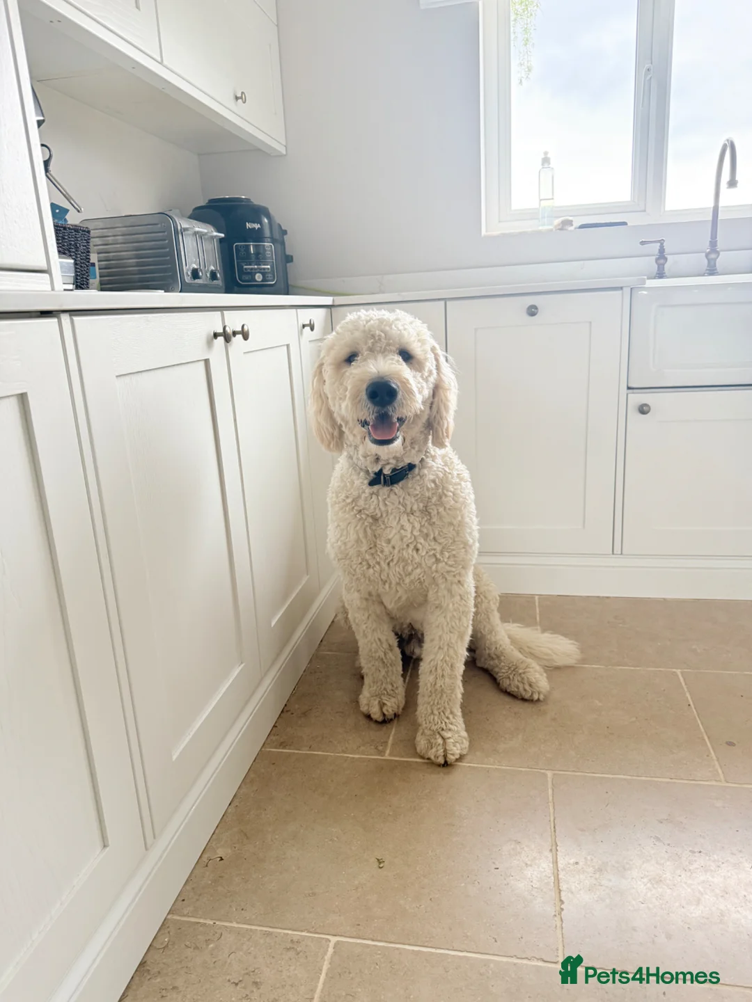 Goldendoodle dogs for stud: F1 Goldendoodle for stud  - Advert 1