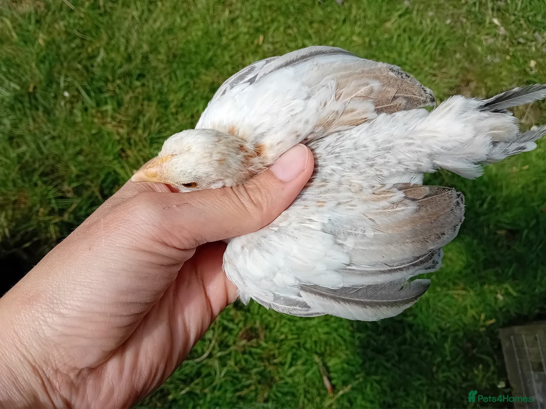 Chickens poultry for sale: Beautiful Tame Serama Trio - Handled Daily - Image 5