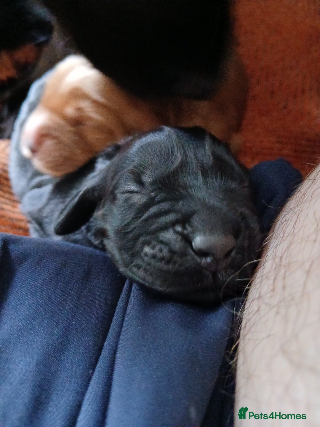 Cocker Spaniel dogs for sale: Cocker Spaniel puppies  - Image 5