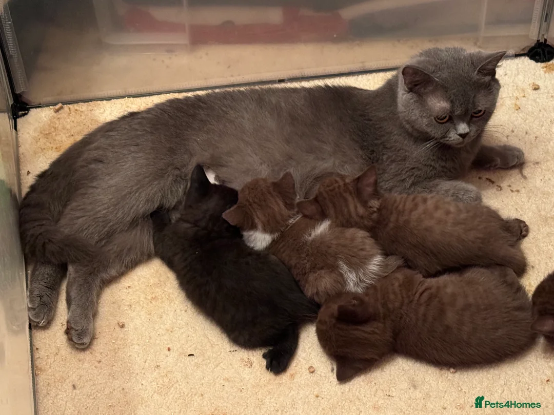 British Shorthair cats for sale: ❤️ Gentle Adult BSH Cats Searching for a Home ❤️ - Advert 13