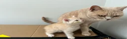 British Shorthair cats for sale: PEDIGREE BSH KITTENS  - Advert 5