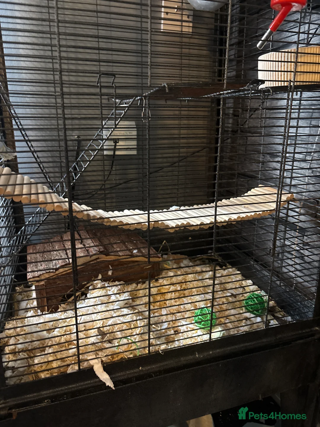 Rat rodents for sale: Two female rats and complete set up  in Leicester - Advert 2