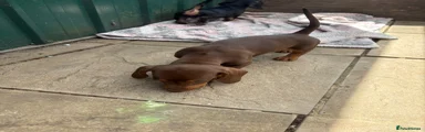 Dachshund 2
