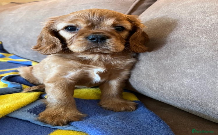 Cavalier King Charles Spaniel dogs - Advert 4