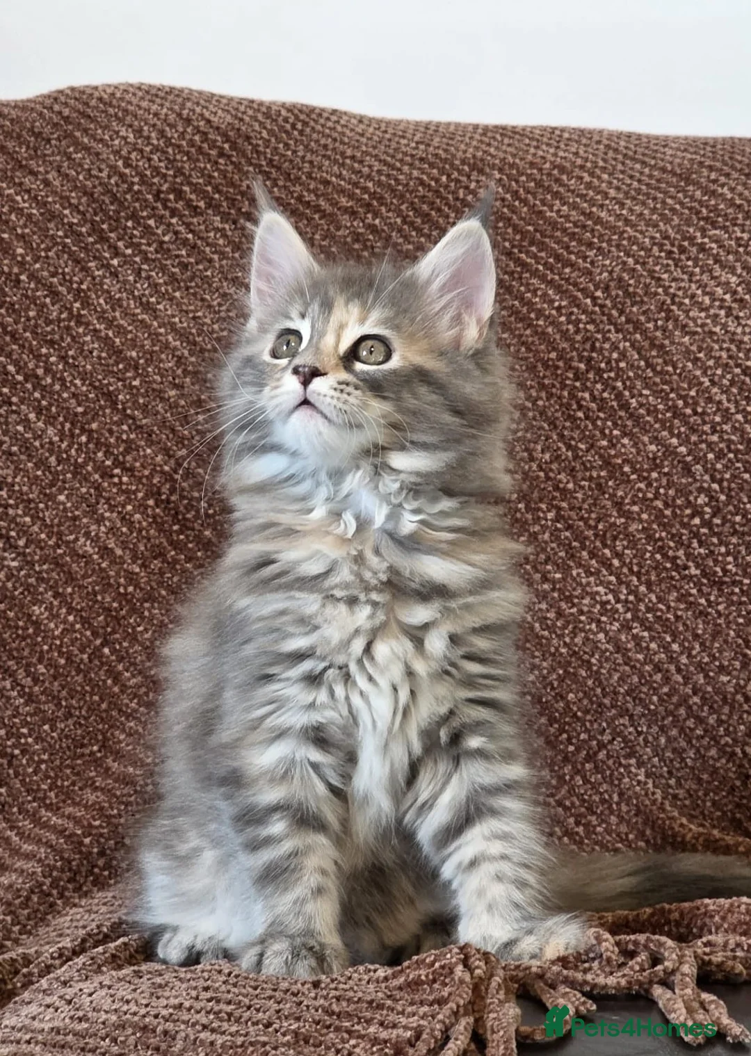 Maine Coon cats for sale: BEAUTIFUL MAINE COON KITTENS - Advert 6