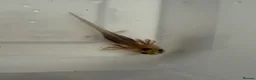 Axolotl reptiles for sale: Axolotl - Advert 16