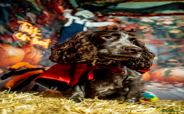 Cocker Spaniel dogs - Advert 1