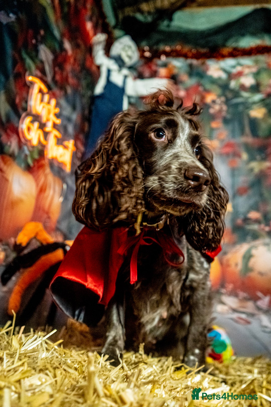 Cocker Spaniel dogs for sale: Waiting list now open kc registered cocker spaniel - Advert 1