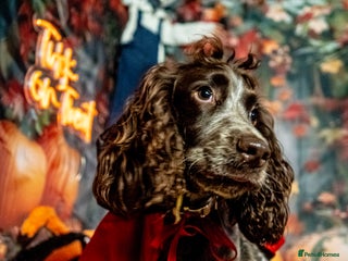 Cocker Spaniel dogs - Advert 1