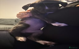 Mixed Breed dogs for sale: American bulldog mixed - Image 3