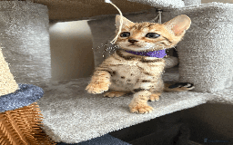 Bengal cats for sale: 🐾 Purebred Bengal Kittens for Sale 🐾 - Image 16